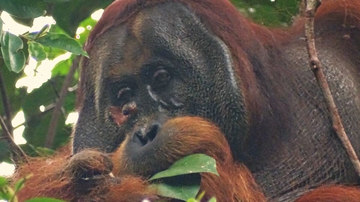 Orangutan nadchl vědce. Otevřenou ránu si ošetřil léčivou rostlinou